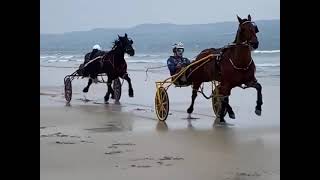 Fullbred horse racing on the beach [upl. by Aeniah256]