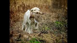 Working Italian Spinone [upl. by Saberhagen331]