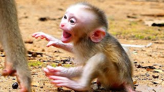 Cute Baby Lexi Loves Baby Monkeys l Mix Baby Clip Today  Ronaldo Primates Live [upl. by Aianat]