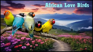 African love birds playing sound [upl. by Tore]