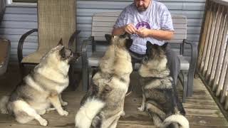 Norwegian Elkhound Basic Manners [upl. by Bausch]