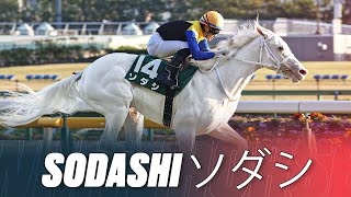 Pure White Racehorse  The Worlds Most Beautiful Horse Sodashi ソダシ  3 Breathtaking Wins In Japan [upl. by Arjan272]