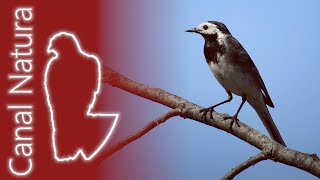 Lavandera blanca Motacilla alba White Wagtail 4K [upl. by Aneekahs]