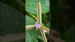 Calopogonium mucunoides Fabaceae familynature trending flowersgardening garden forest flora [upl. by Annaed413]