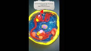 nucleus medical media definition nucleolus polymer clay structure [upl. by Llaccm]