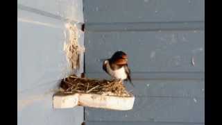 Barn Swallow nest building project [upl. by Assenal]