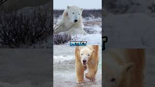 The Majestic Polar Bear Natures Arctic Giant [upl. by Estevan]