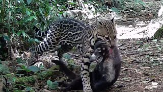 Ocelote Leopardus pardalis Registros en Eco Senderos del 21nov2021 al 26feb2022 [upl. by Anitahs791]