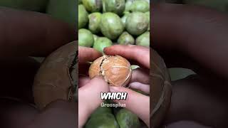 How are walnuts prepared shorts science [upl. by Imre11]