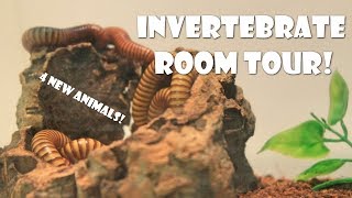 Invertebrate Room Tour [upl. by Melvena293]