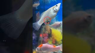 molly fish bachche dene wali hai aquarium guppy petsvlog mollyfish guppybreeding mollyfry [upl. by Peoples]