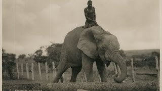 EXCLUSIVE photos of colonial Africa show Elephant Riders in the Congo [upl. by Noid183]