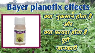 Bayer planofix effects  Planofix स्प्रे करने के बाद क्या होता है  Bipul Kumar  PGR  Planofix [upl. by Eire159]