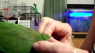 Sweet Quaker Parrot Allopreening Preening [upl. by Arahc]