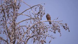 Swainsons Hawk calling in Yellowstone [upl. by Nnylg]