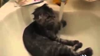 Some funny cat videos 30 sec [upl. by Close]