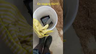 Raising calves vlog ear tagging day farming cow vlog bottlecalves [upl. by Rachele287]