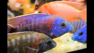 How To Successfully Have A Male Peacock Cichlid Aquarium [upl. by Reifinnej]