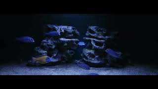 African cichlid Malawi Blue Dolphin Cyrtocara Moorii and Aulonocara Stuartgranti Usisya [upl. by Charil]