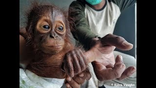 Orang Utan Baby ruft nach seiner Mutter  BOS  orangutande [upl. by Anilorak]