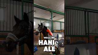 Nie długo wrzuce part 2🤪☀️ horse equestrian blog vlog konie eqestrianvlogcomedy śmiesznedc [upl. by Alduino]