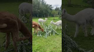 Alpaka taste denmark alpacalove nature cute alpaka farmlife [upl. by Mathew369]