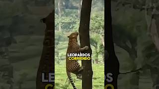 La superioridad de los leopardos 🐆 [upl. by Ahmed]