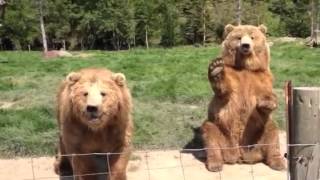 Waving Bear at Olympic Game Farm [upl. by Ettenahs]