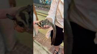 The cutest sugar glider 😍 sugarglider [upl. by Harvey31]