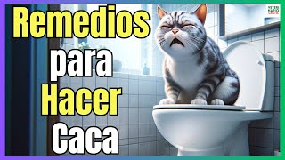 🔴 MI GATO NO PUEDE HACER CACA 🔴 REMEDIOS CASEROS PARA EL ESTREÑIMIENTO EN GATOS [upl. by Nywroc]