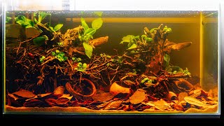 Easy Blackwater Aquascape for Tetras [upl. by Brien]