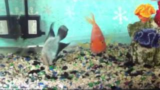 Thai Silk Flowerhorn amp Blood Parrot Cichlid Breeding [upl. by Broeker]