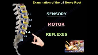 Examination Of L4 Nerve Root  Everything You Need To Know  Dr Nabil Ebraheim [upl. by Yunfei]