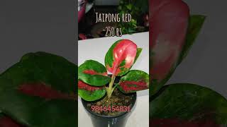 shorts combooffer healthyplants kodungallur Video242 [upl. by Htebasile]