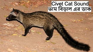 Civet Cat Sound  ভাম বিড়াল এর ডাক  Indian Palm Civet  कस्तूरी बिलाव  Bham Biral wildindiamit [upl. by Tebzil839]