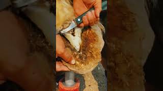 Horse hoof trimming Very Nice job asmr shorts satifying [upl. by Vange]