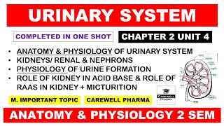 Unit 3 Urinary System Complete kidney  Nephron  Physiology of Urine Formation  Hap 2nd Semester [upl. by Nanice]