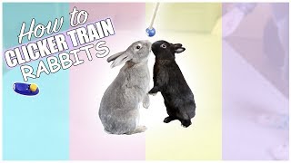 How To Teach Bunnies Tricks  Clicker Training Rabbits [upl. by Theodora]