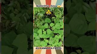 Gympie Gympie Dangerous Plant  kannada facts karnataka amazing youtubeshorts trendingshorts [upl. by Leonidas]