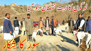 Dog 🐕 HuntingSoor ka shikar Hog Hunting Boar Hunting with Dogs in Samahni Azad Kashmir [upl. by Mehalick149]