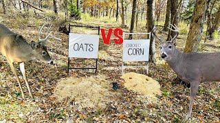 Trail Camera Oats VSCracked Corn What do Deer Like Better [upl. by Ahseila]