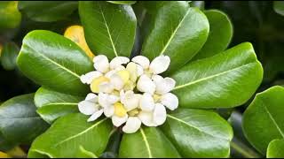 pittosporum green plant flower🌼 and care tips full video for my yt family [upl. by Anertak]