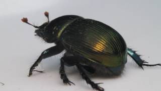 Meet an Insect Scarab Beetle [upl. by Eerb]