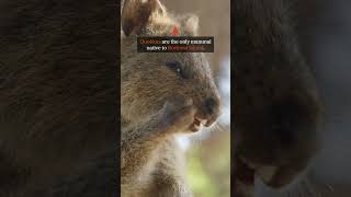 The Only Mammal Native to Rottnest Island Is WHAT [upl. by Nanaek]