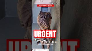 🚨 Urgent Final Notice 🚨🦇Bruce Wayne🦇 [upl. by Oicaroh]