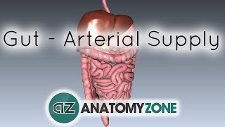 Blood Supply to the Gut Introduction  Part 1 Arterial Supply [upl. by Audun]