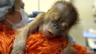 Caring for a newborn orangutan baby [upl. by Bullion]