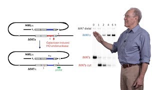 James Haber Brandeis 2 Molecular Mechanisms of Repairing a Broken Chromosome [upl. by Gris]