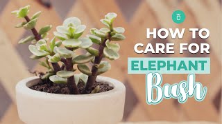 How to care for Elephant Bush  Portulacaria Afra Care [upl. by Onailimixam]