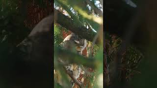 A truly unique experience to see these beautiful owls in the wild for the first time owl birds [upl. by Adelice]